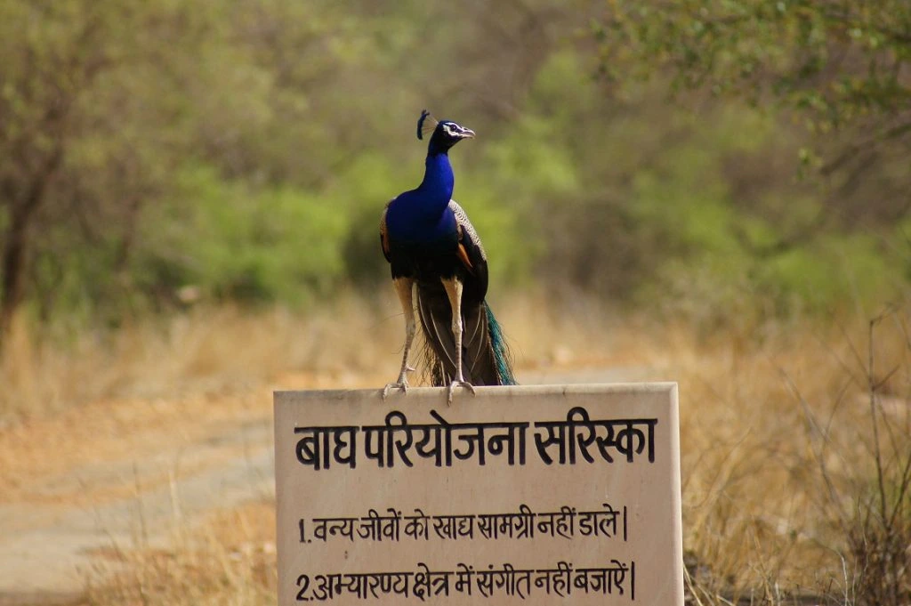 Sariska Tour